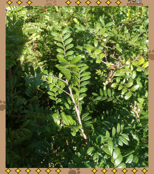 清香木怎么扦插，清香木怎么扦插发芽快