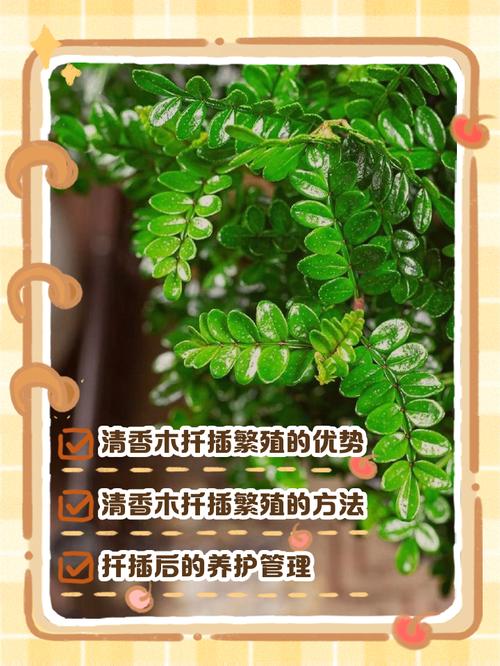 清香木怎么扦插，清香木怎么扦插发芽快-第2张图片-优品飞百科