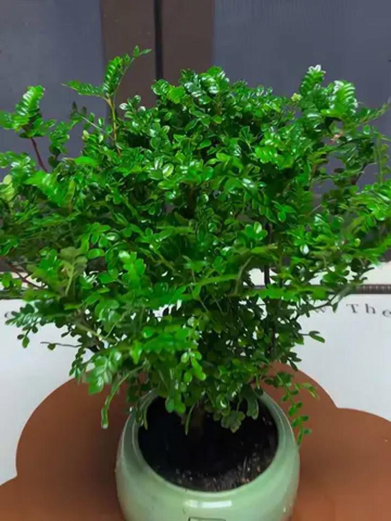 清香木怎么扦插，清香木怎么扦插发芽快-第3张图片-优品飞百科