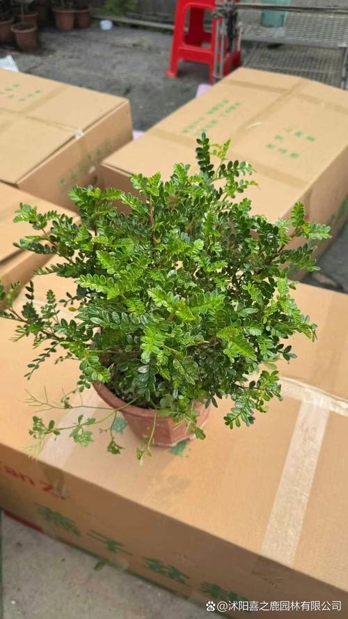 清香木怎么扦插，清香木怎么扦插发芽快-第4张图片-优品飞百科