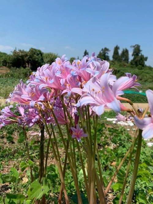 换锦花有什么价值，换锦花有什么价值和用途
