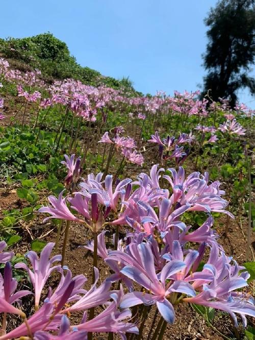 换锦花有什么价值,换锦花有什么价值和用途-第2张图片-优品飞百科 换锦花有什么价值,换锦花有什么价值和用途-第2张图片-优品飞百科