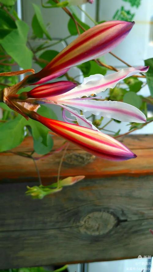 换锦花有什么价值,换锦花有什么价值和用途-第3张图片-优品飞百科 换锦花有什么价值,换锦花有什么价值和用途-第3张图片-优品飞百科