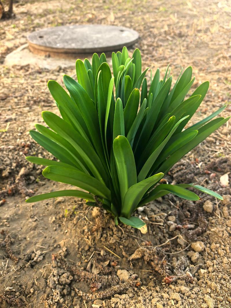 换锦花有什么价值,换锦花有什么价值和用途-第4张图片-优品飞百科 换锦花有什么价值,换锦花有什么价值和用途-第4张图片-优品飞百科
