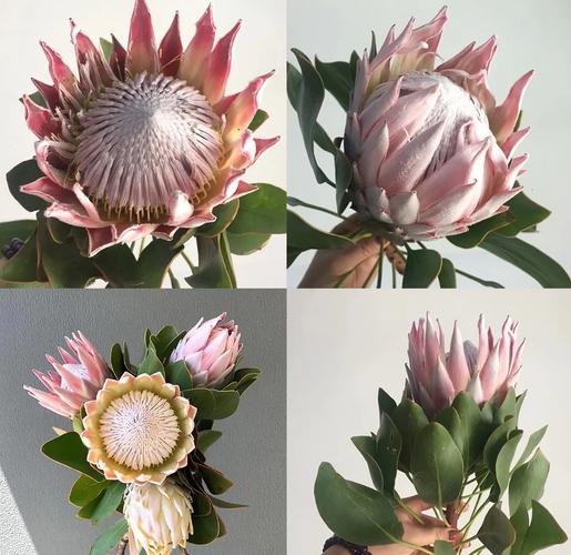 帝王花的养殖方法和注意事项，帝王花的养殖方法和注意事项有哪些-第1张图片-优品飞百科