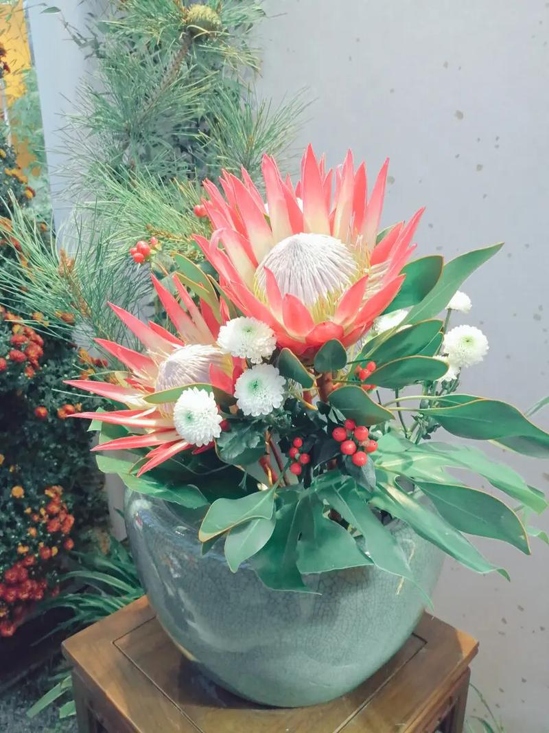 帝王花的养殖方法和注意事项，帝王花的养殖方法和注意事项有哪些-第2张图片-优品飞百科