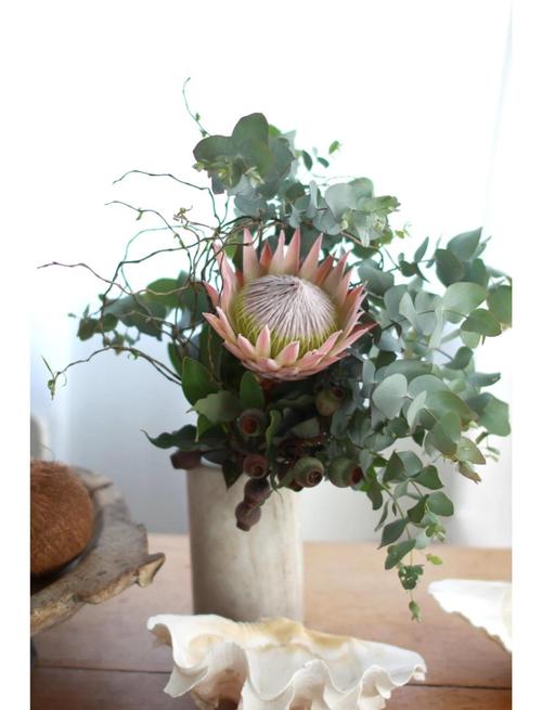 帝王花的养殖方法和注意事项，帝王花的养殖方法和注意事项有哪些-第6张图片-优品飞百科