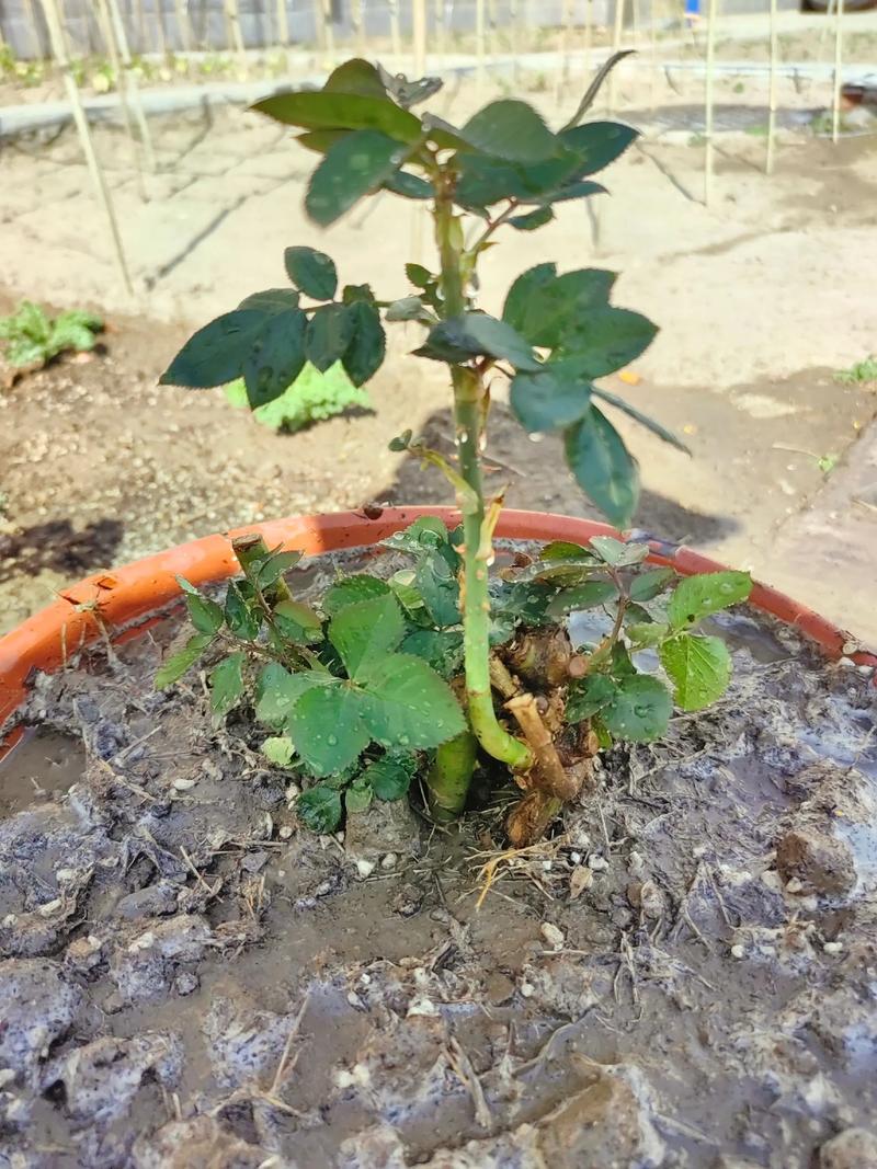 玫瑰刺有毒吗,被扎伤后该怎么处理?,玫瑰刺扎了怎么办?-第2张图片-优品飞百科 玫瑰刺有毒吗,被扎伤后该怎么处理?,玫瑰刺扎了怎么办?-第2张图片-优品飞百科