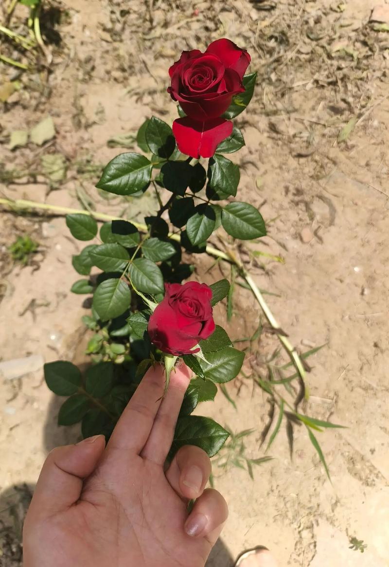 玫瑰刺有毒吗,被扎伤后该怎么处理?,玫瑰刺扎了怎么办?-第4张图片-优品飞百科 玫瑰刺有毒吗,被扎伤后该怎么处理?,玫瑰刺扎了怎么办?-第4张图片-优品飞百科