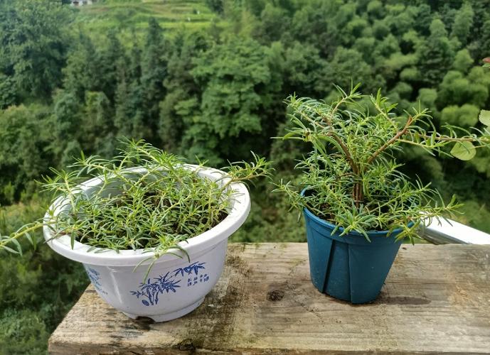 园土是什么土,怎么改良种花,园土怎么配比成营养土?-第2张图片-优品飞百科 园土是什么土,怎么改良种花,园土怎么配比成营养土?-第2张图片-优品飞百科