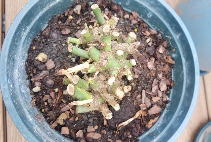 园土是什么土,怎么改良种花,园土怎么配比成营养土?-第6张图片-优品飞百科 园土是什么土,怎么改良种花,园土怎么配比成营养土?-第6张图片-优品飞百科