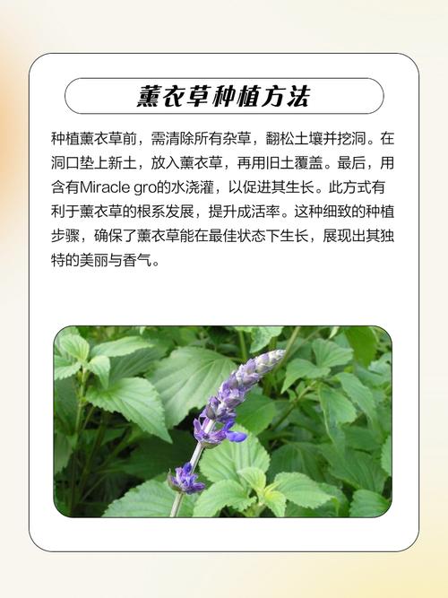 薰衣草种子怎么催芽，薰衣草种子怎么催芽比较好？