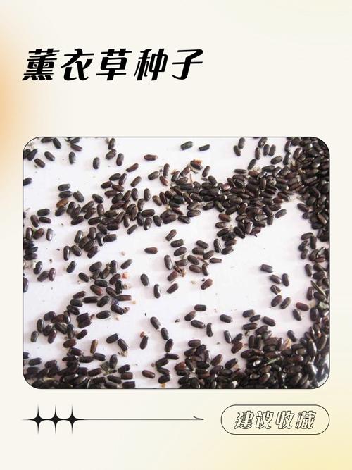 薰衣草种子怎么催芽，薰衣草种子怎么催芽比较好？-第2张图片-优品飞百科