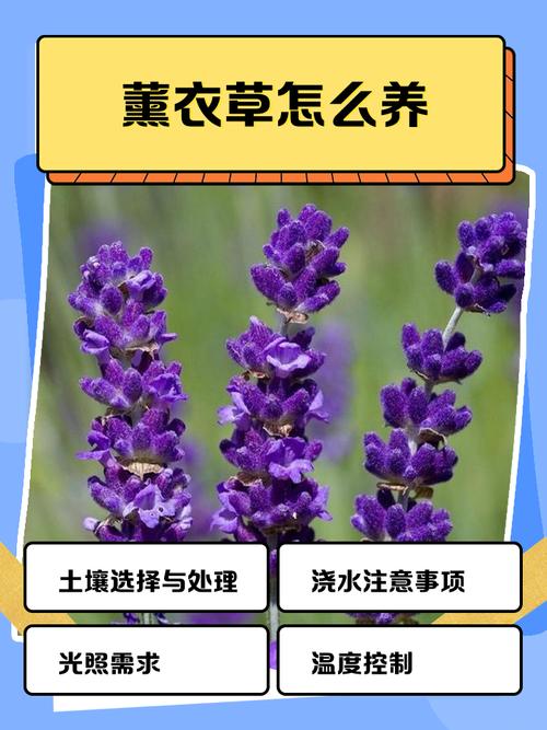 薰衣草种子怎么催芽，薰衣草种子怎么催芽比较好？-第3张图片-优品飞百科