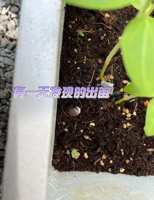 薰衣草种子怎么催芽，薰衣草种子怎么催芽比较好？-第4张图片-优品飞百科