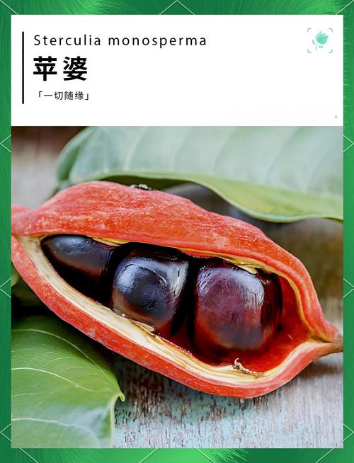 苹婆什么时候开花，苹婆几月扦插比较好？-第2张图片-优品飞百科