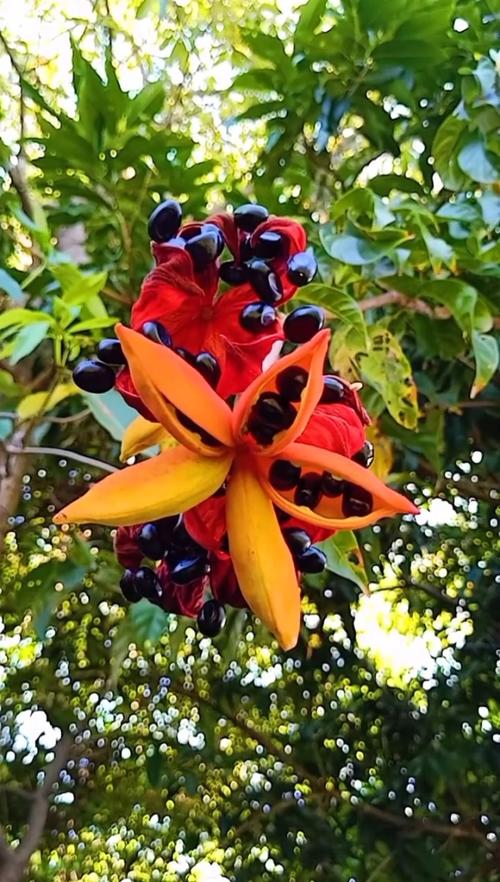 苹婆什么时候开花，苹婆几月扦插比较好？-第3张图片-优品飞百科