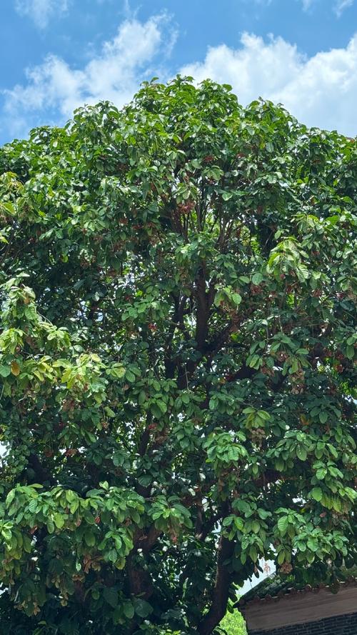 苹婆什么时候开花，苹婆几月扦插比较好？-第4张图片-优品飞百科