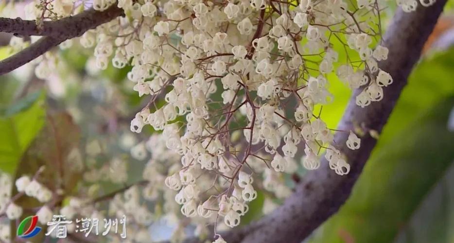 苹婆什么时候开花，苹婆几月扦插比较好？-第5张图片-优品飞百科
