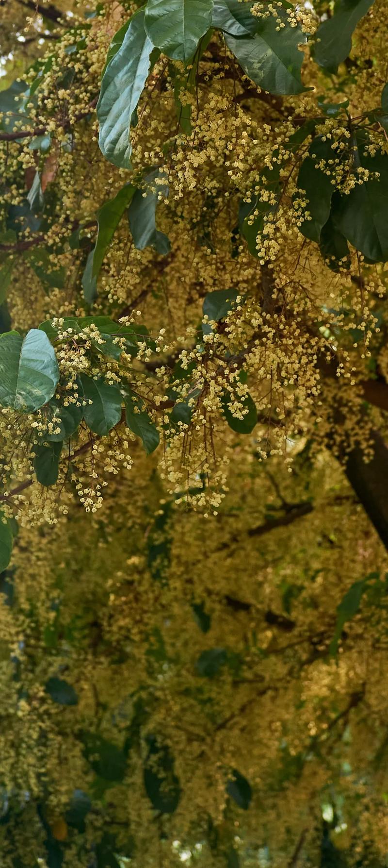 苹婆什么时候开花，苹婆几月扦插比较好？-第6张图片-优品飞百科