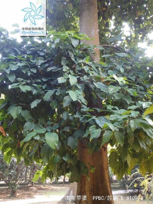 苹婆什么时候开花，苹婆几月扦插比较好？-第7张图片-优品飞百科