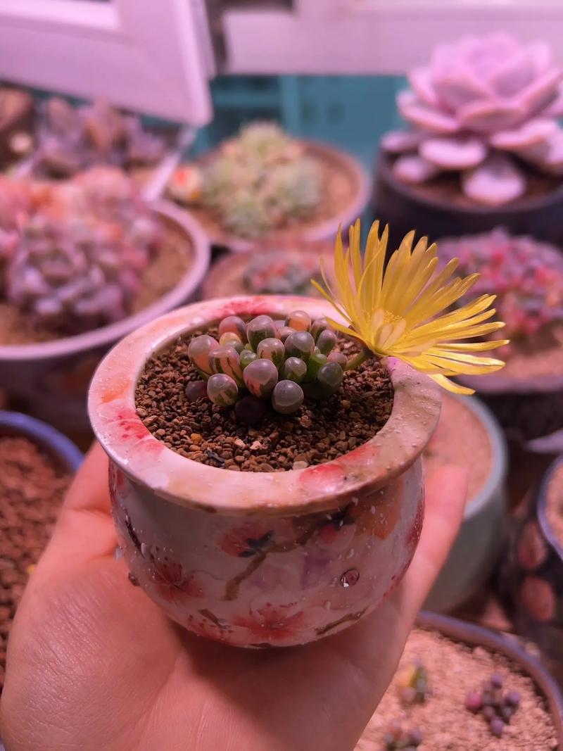 五十铃玉叶子发蔫怎么办，五十铃玉叶插教程