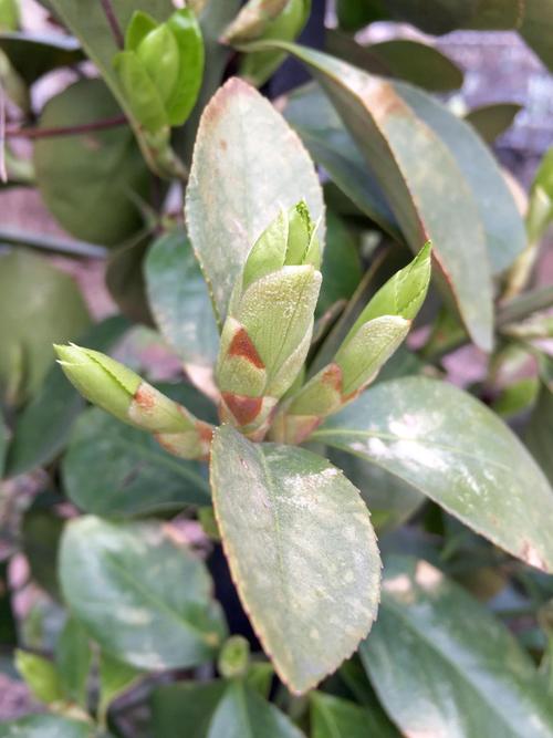 五十铃玉叶子发蔫怎么办，五十铃玉叶插教程-第2张图片-优品飞百科