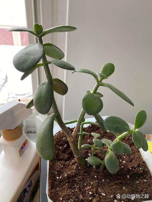 五十铃玉叶子发蔫怎么办，五十铃玉叶插教程-第3张图片-优品飞百科