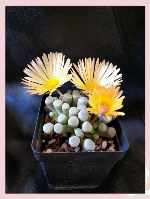 五十铃玉叶子发蔫怎么办，五十铃玉叶插教程-第4张图片-优品飞百科