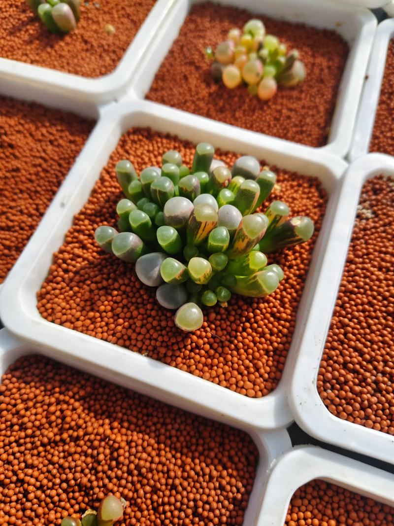 五十铃玉叶子发蔫怎么办，五十铃玉叶插教程-第5张图片-优品飞百科