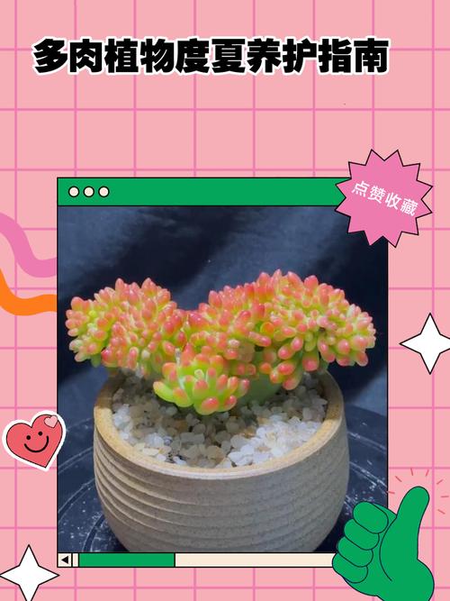 五十铃玉叶子发蔫怎么办，五十铃玉叶插教程-第6张图片-优品飞百科