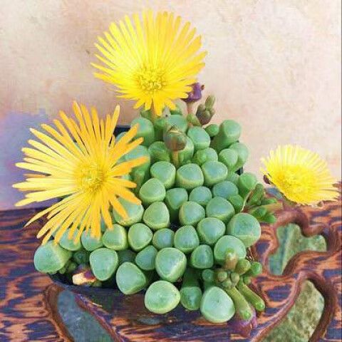 五十铃玉叶子发蔫怎么办，五十铃玉叶插教程-第7张图片-优品飞百科