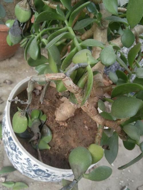 五十铃玉叶子发蔫怎么办，五十铃玉叶插教程-第8张图片-优品飞百科