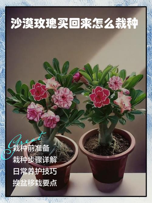 沙漠玫瑰的养殖方法和注意事项，多肉沙漠玫瑰的养殖方法和注意事项？-第2张图片-优品飞百科