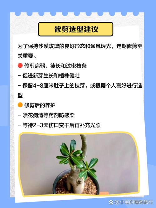 沙漠玫瑰的养殖方法和注意事项，多肉沙漠玫瑰的养殖方法和注意事项？-第4张图片-优品飞百科