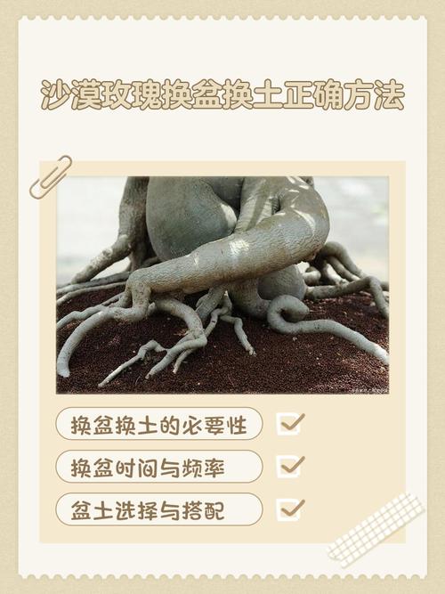 沙漠玫瑰的养殖方法和注意事项，多肉沙漠玫瑰的养殖方法和注意事项？-第5张图片-优品飞百科