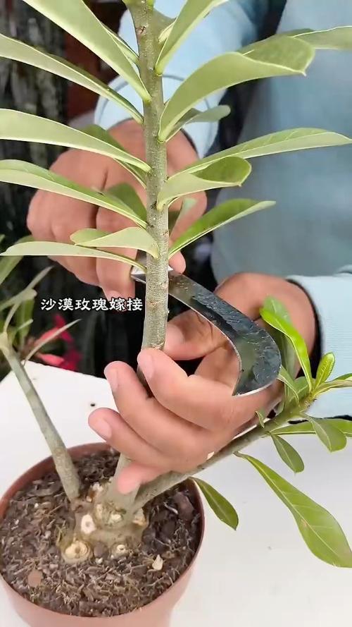 沙漠玫瑰的养殖方法和注意事项，多肉沙漠玫瑰的养殖方法和注意事项？-第6张图片-优品飞百科