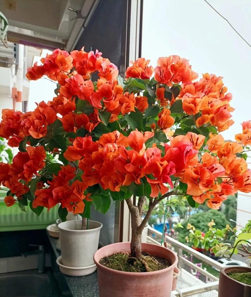 包含这“4种”花，花期365天长，每次开花70朵，一年四季有花看！的词条-第3张图片-优品飞百科