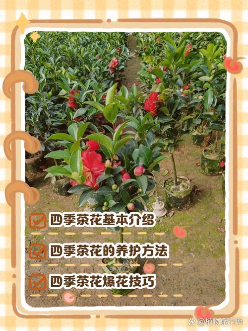 包含这“4种”花，花期365天长，每次开花70朵，一年四季有花看！的词条-第4张图片-优品飞百科