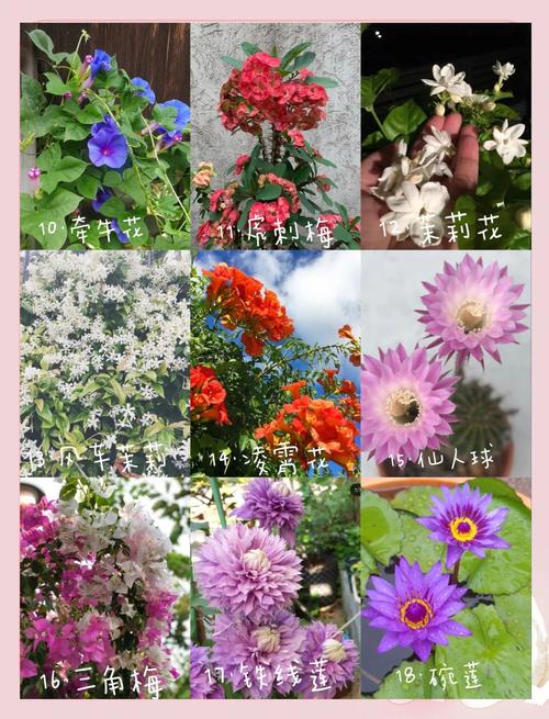 包含这“4种”花，花期365天长，每次开花70朵，一年四季有花看！的词条-第5张图片-优品飞百科