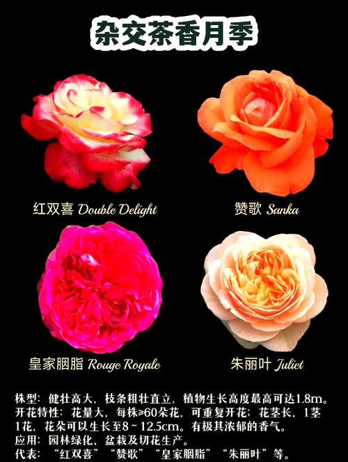 包含这“4种”花，花期365天长，每次开花70朵，一年四季有花看！的词条-第7张图片-优品飞百科