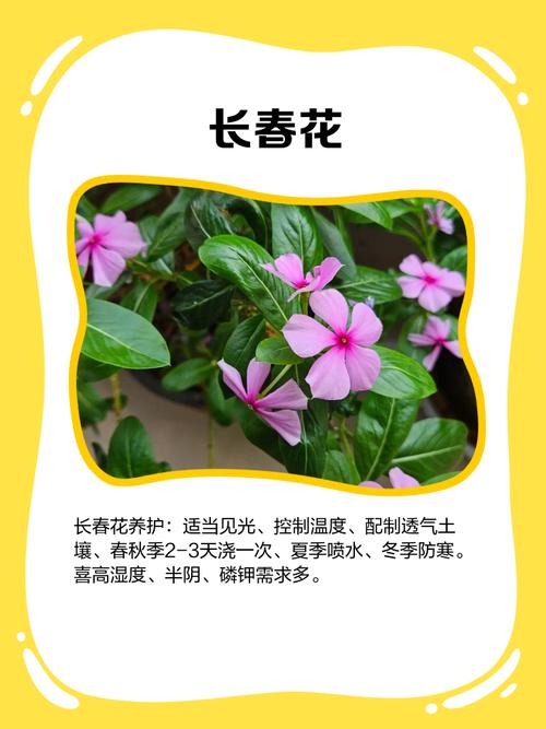 包含这“4种”花，花期365天长，每次开花70朵，一年四季有花看！的词条-第8张图片-优品飞百科