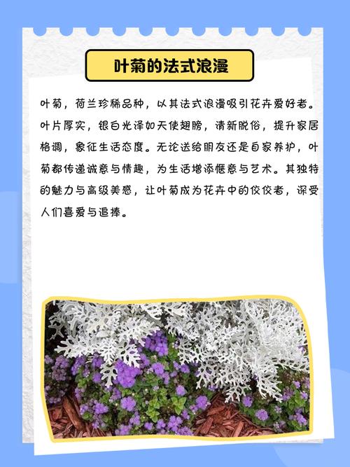 筒叶菊怎么养,筒叶花月冬季养护-第2张图片-优品飞百科 筒叶菊怎么养,筒叶花月冬季养护-第2张图片-优品飞百科