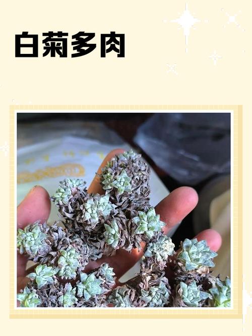 筒叶菊怎么养,筒叶花月冬季养护-第3张图片-优品飞百科 筒叶菊怎么养,筒叶花月冬季养护-第3张图片-优品飞百科