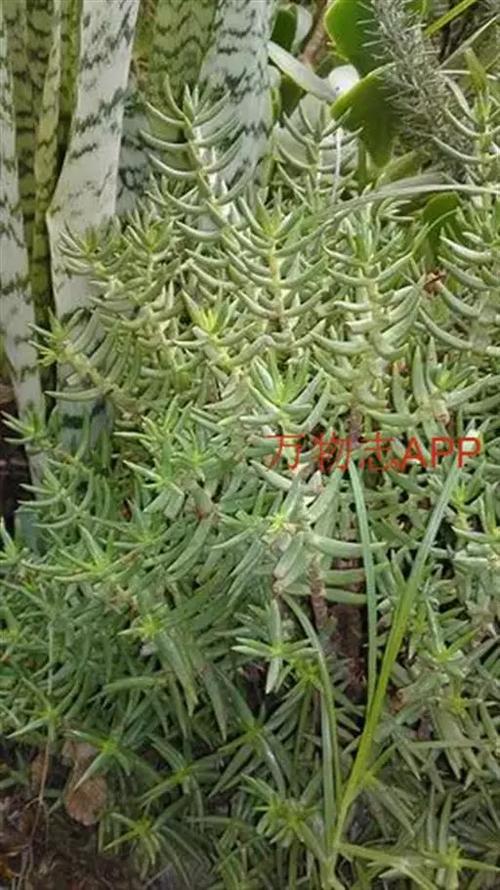 筒叶菊怎么养,筒叶花月冬季养护-第4张图片-优品飞百科 筒叶菊怎么养,筒叶花月冬季养护-第4张图片-优品飞百科