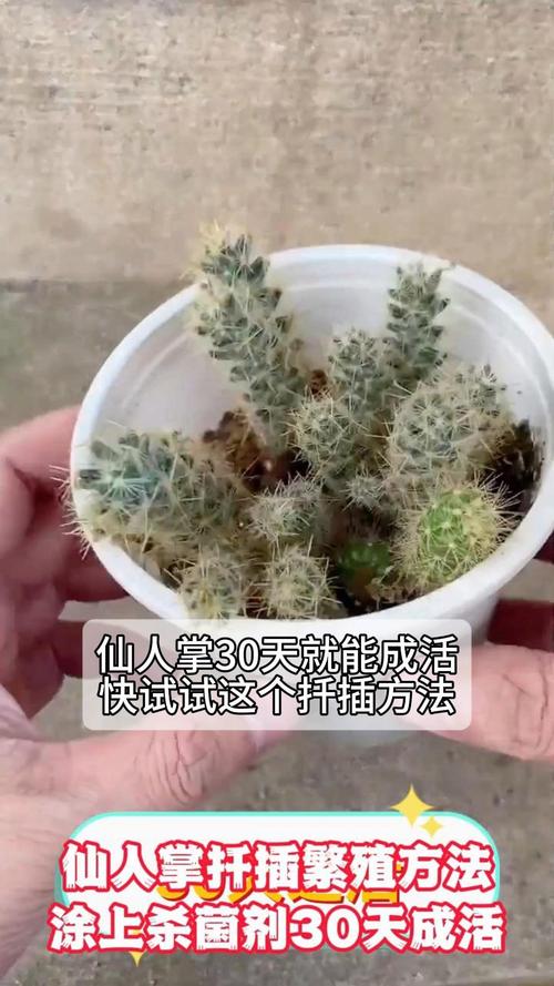仙人掌怎样扦插，仙人掌怎样扦插蟹爪兰