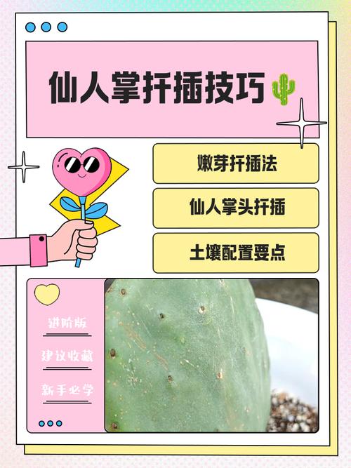 仙人掌怎样扦插，仙人掌怎样扦插蟹爪兰-第2张图片-优品飞百科