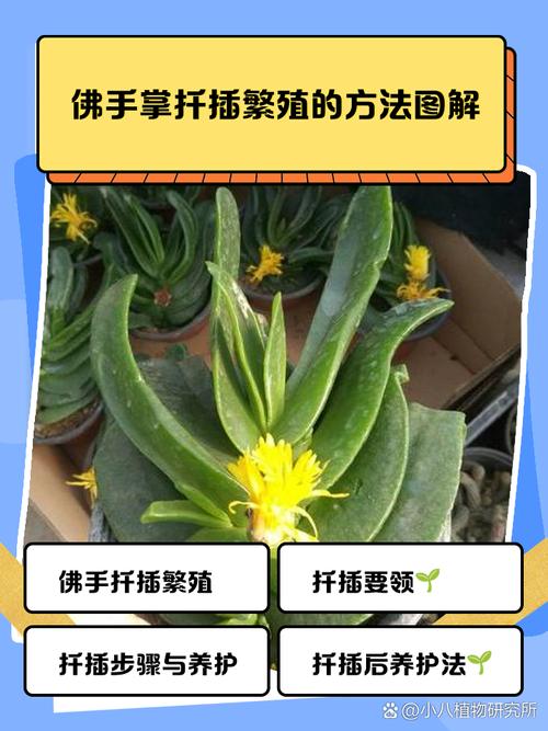 仙人掌怎样扦插，仙人掌怎样扦插蟹爪兰-第3张图片-优品飞百科