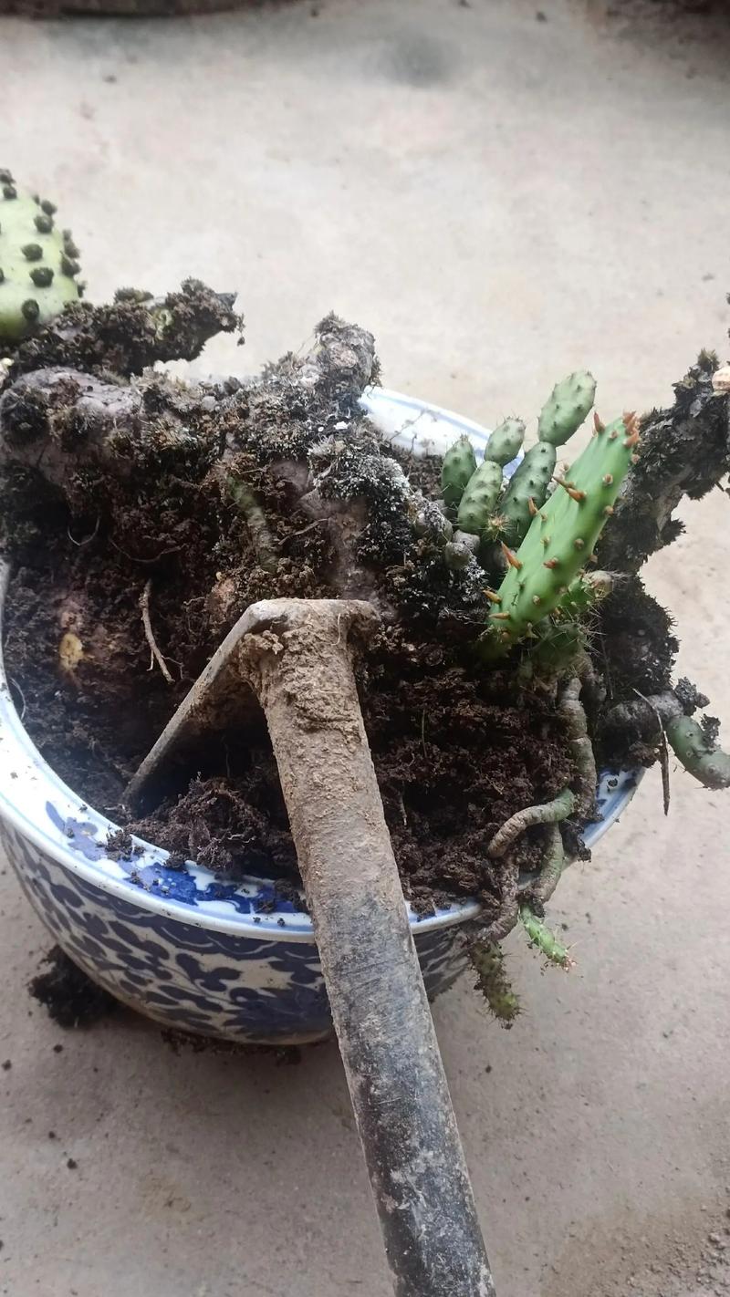 仙人掌怎样扦插，仙人掌怎样扦插蟹爪兰-第4张图片-优品飞百科