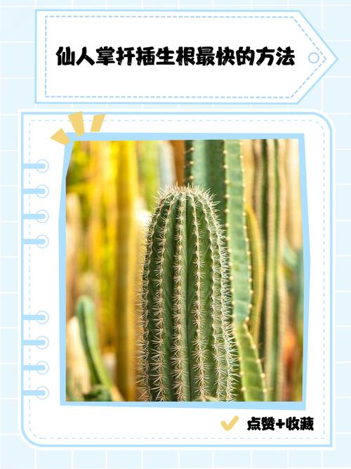 仙人掌怎样扦插，仙人掌怎样扦插蟹爪兰-第6张图片-优品飞百科